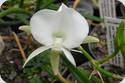 Angraecum scottianum